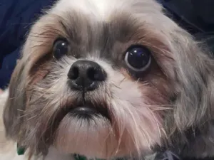 Cachorro raça Shitzu idade 5 anos nome Mike