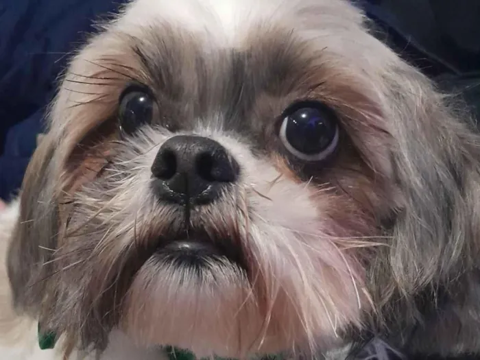 Cachorro raça Shitzu idade 5 anos nome Mike