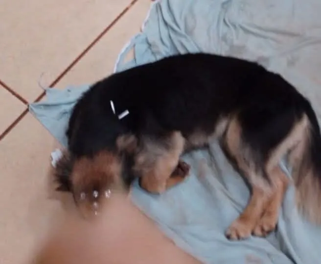 Cachorro raça SRD-ViraLata idade 4 anos nome Lili