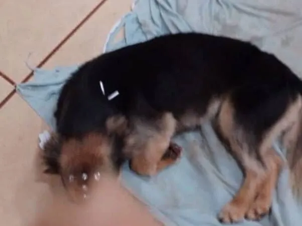 Cachorro raça SRD-ViraLata idade 4 anos nome Lili