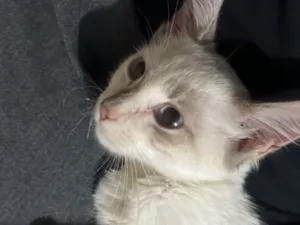 Gato raça SRD-ViraLata idade 2 a 6 meses nome Chica
