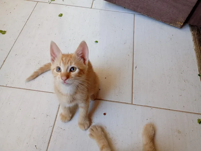 Gato raça SRD-ViraLata idade Abaixo de 2 meses nome 4 Gatinhos 3 machos uma Fêmea 