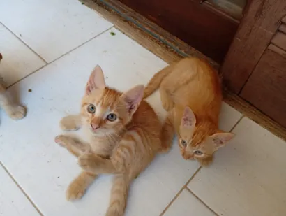 Gato raça SRD-ViraLata idade Abaixo de 2 meses nome 4 Gatinhos 3 machos uma Fêmea 