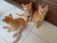4 Gatinhos 3 machos uma Fêmea