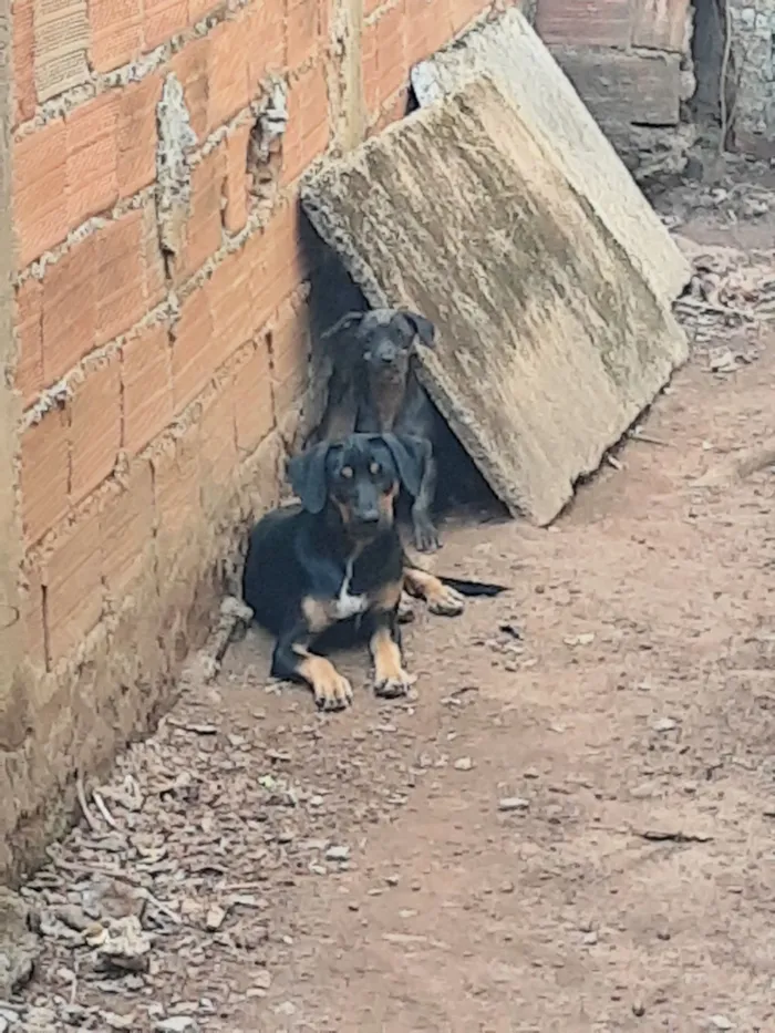 Cachorro raça SRD-ViraLata idade 2 a 6 meses nome 3 irmãos 