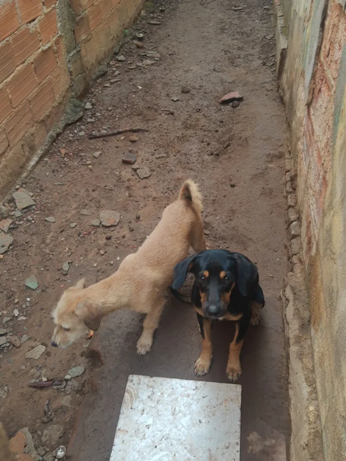 Cachorro raça SRD-ViraLata idade 7 a 11 meses nome 3 irmãos 