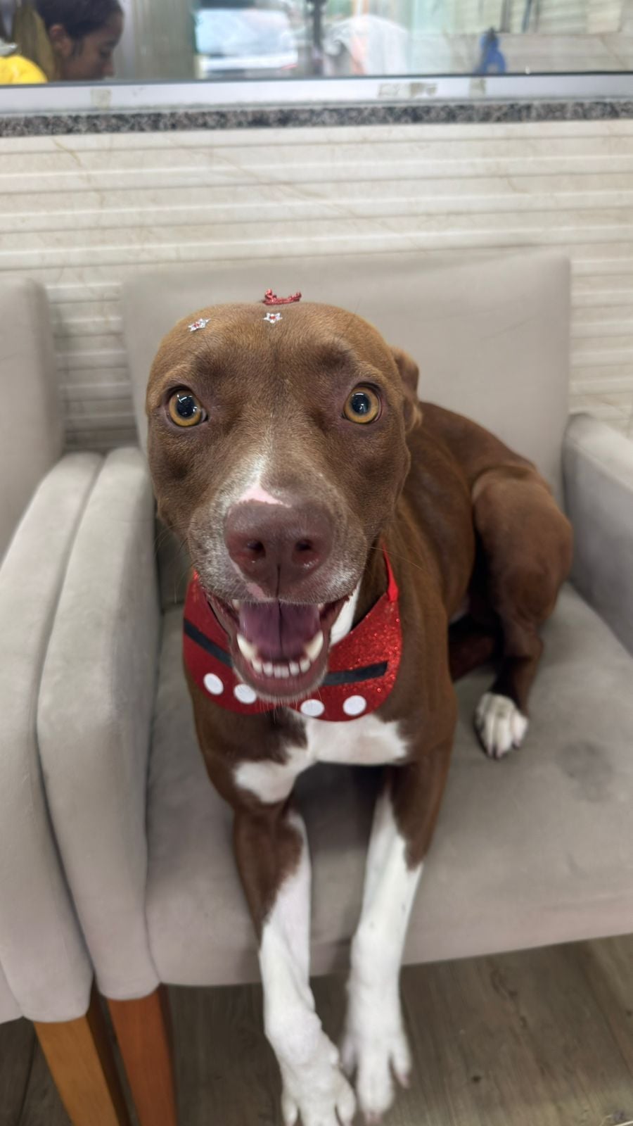 Cachorro raça SRD-ViraLata idade 1 ano nome Lilly - Viralata dócil e carinhosa procura lar definitivo (SP)