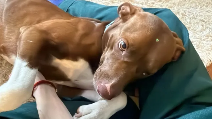 Lilly - Viralata dócil e carinhosa procura lar definitivo (SP)