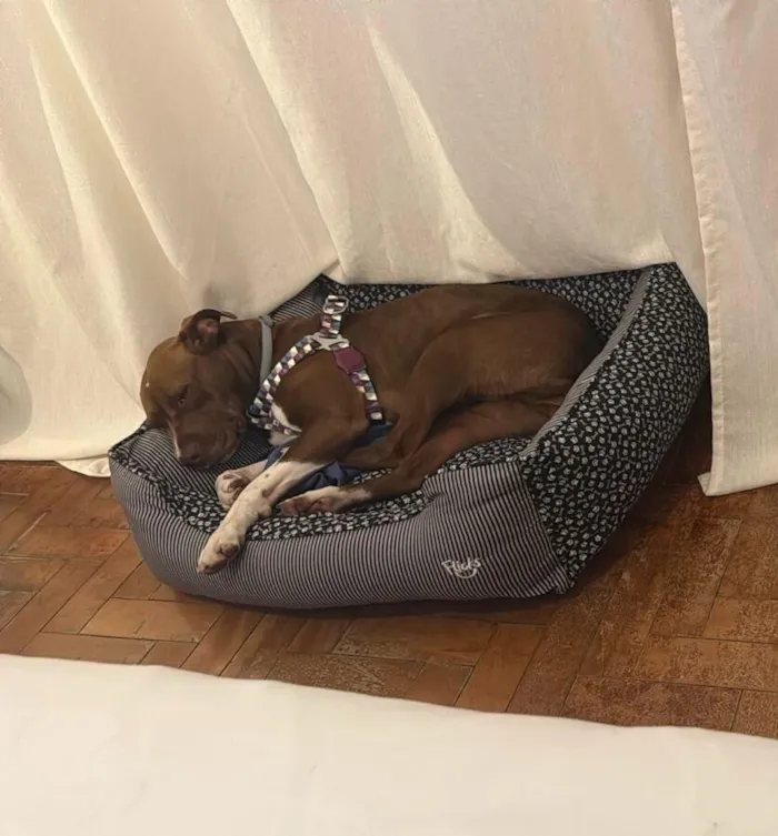 Cachorro raça SRD-ViraLata idade 1 ano nome Lilly - Viralata dócil e carinhosa procura lar definitivo (SP)