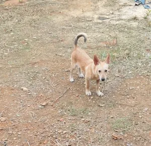 Cachorro raça SRD-ViraLata idade 2 a 6 meses nome Maia