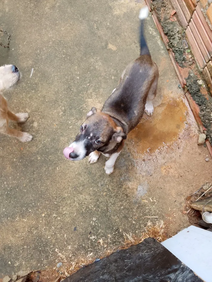 Cachorro raça SRD-ViraLata idade 2 a 6 meses nome Sanção 