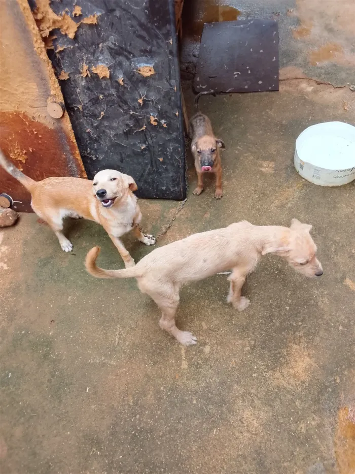 Cachorro raça SRD-ViraLata idade 2 a 6 meses nome  Lupita betove maia