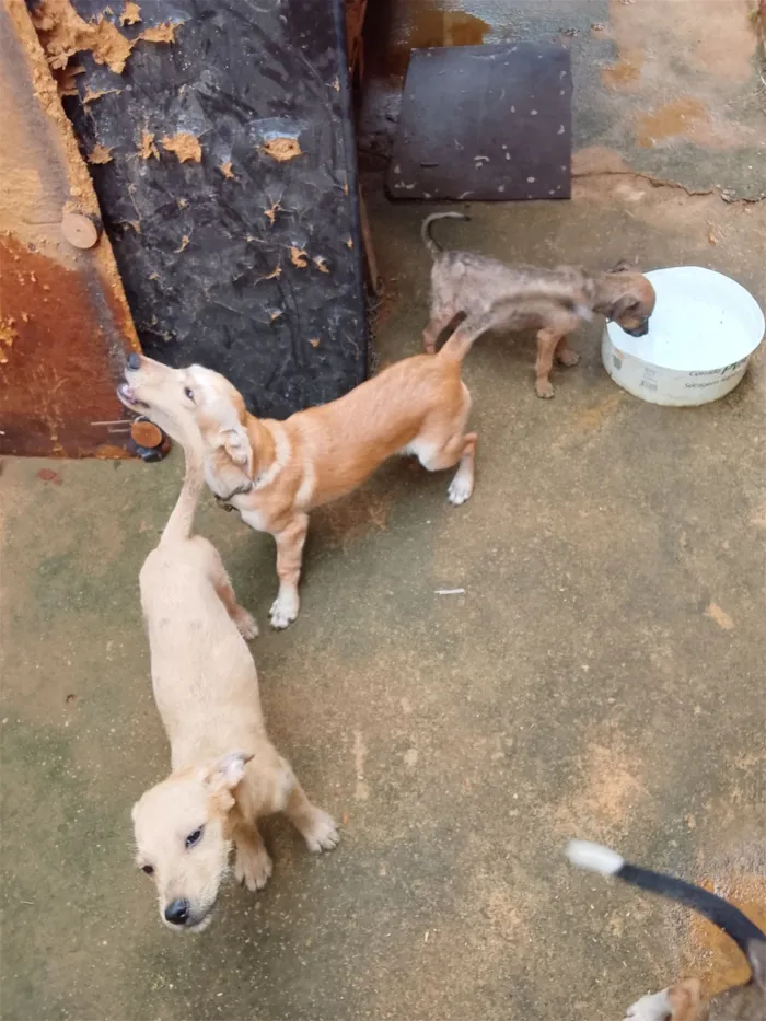 Cachorro raça SRD-ViraLata idade 2 a 6 meses nome  Lupita betove maia