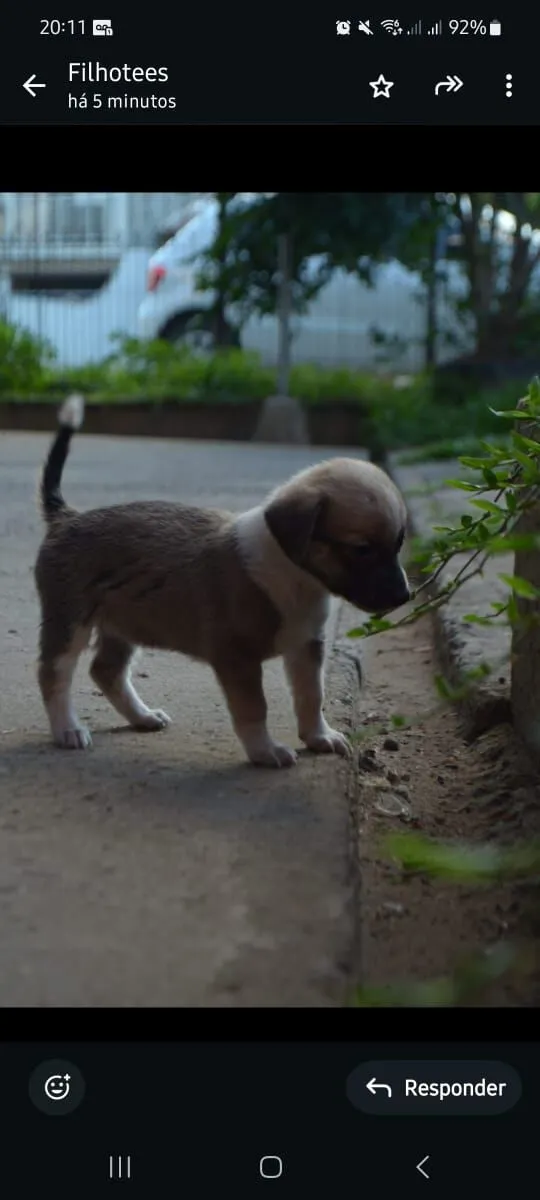 Cachorro raça SRD-ViraLata idade 2 a 6 meses nome Sem nome