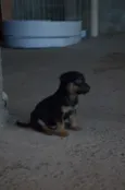 Cachorro raça SRD-ViraLata idade 2 a 6 meses nome Sem nome