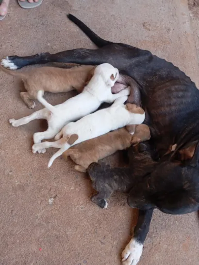 Tenho 8 cachorro filhote pra doar 