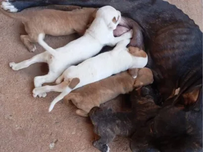 Cachorro raça Pit-Bull idade Abaixo de 2 meses nome Tenho 8 cachorro filhote pra doar 