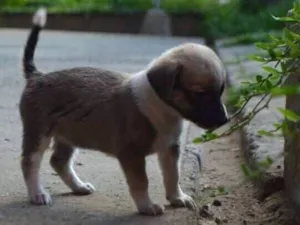 Cachorro raça SRD-ViraLata idade 2 a 6 meses nome Sem nome