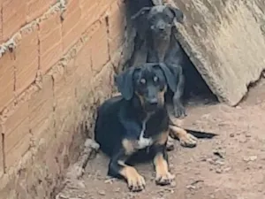 Cachorro raça SRD-ViraLata idade 2 a 6 meses nome 3 irmãos 