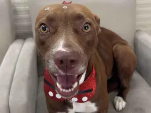 Cachorro raça SRD-ViraLata idade 1 ano nome Lilly - Viralata dócil e carinhosa procura lar definitivo (SP)