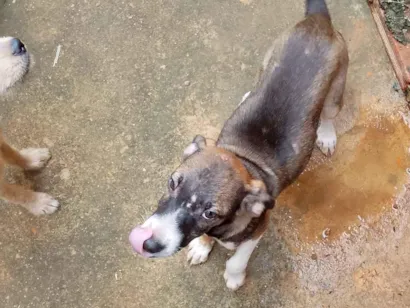 Cachorro raça SRD-ViraLata idade 2 a 6 meses nome Sanção 