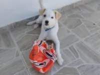 Cachorro raça SRD-ViraLata idade 7 a 11 meses nome Faísca 