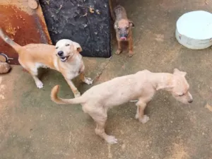 Cachorro raça SRD-ViraLata idade 2 a 6 meses nome  Lupita betove maia