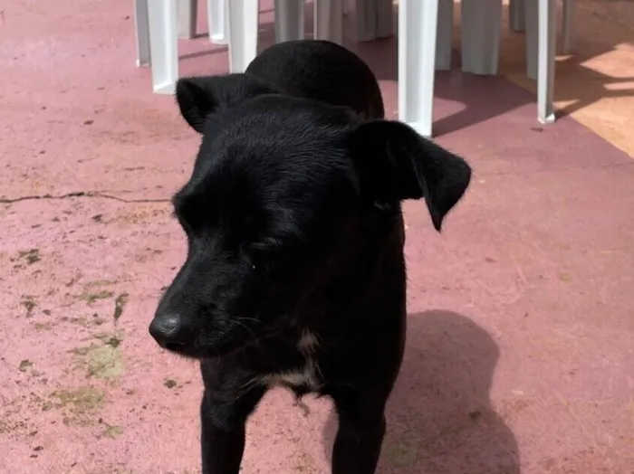 Cachorro raça SRD-ViraLata idade 5 anos nome Negona