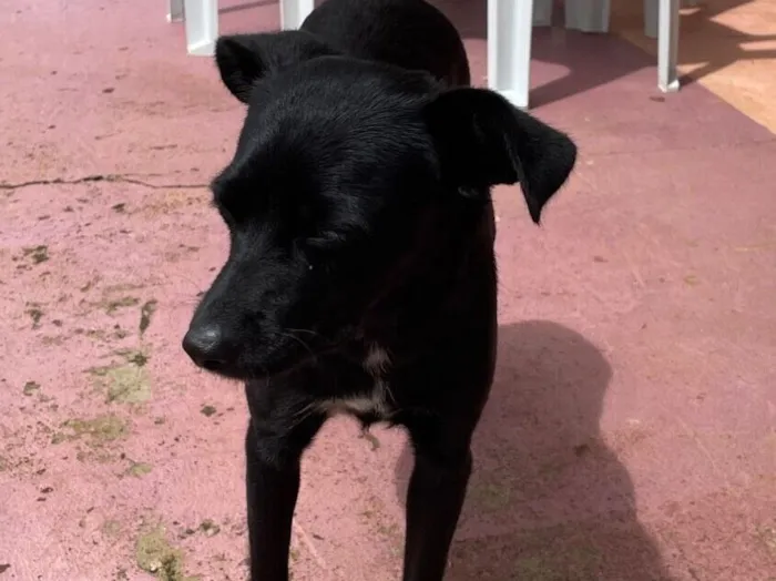 Cachorro raça SRD-ViraLata idade 5 anos nome Negona