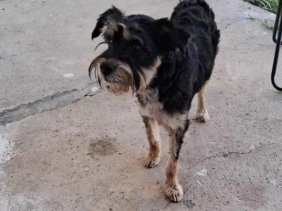 Cachorro raça SRD-ViraLata idade 2 anos nome Francisca provisório