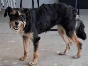 Cachorro raça SRD-ViraLata idade 2 anos nome Francisca provisório