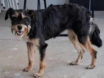 Cachorro raça SRD-ViraLata idade 2 anos nome Francisca provisório