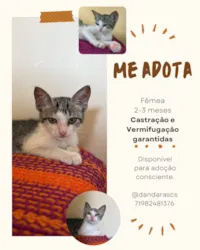 Gato raça SRD-ViraLata idade 2 a 6 meses nome Lua