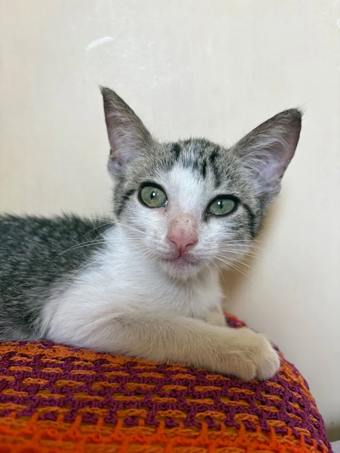 Gato raça SRD-ViraLata idade 2 a 6 meses nome Lua