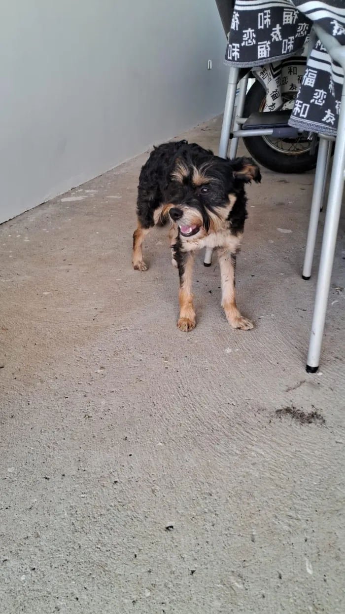 Cachorro raça SRD-ViraLata idade 2 anos nome Sem nome