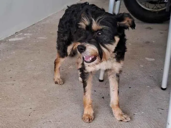 Cachorro raça SRD-ViraLata idade 2 anos nome Sem nome