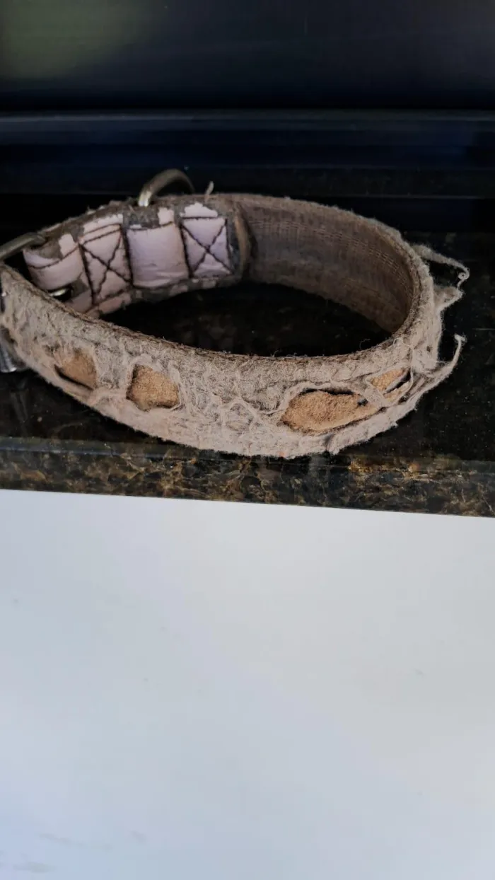 Cachorro raça SRD-ViraLata idade 2 anos nome Sem nome