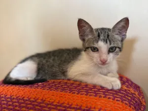 Gato raça SRD-ViraLata idade 2 a 6 meses nome Lua