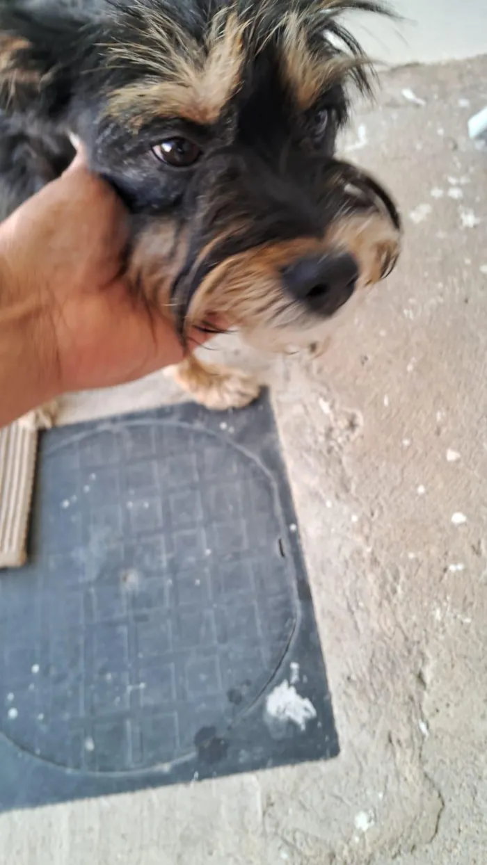 Cachorro raça SRD-ViraLata idade 2 anos nome Sem nome