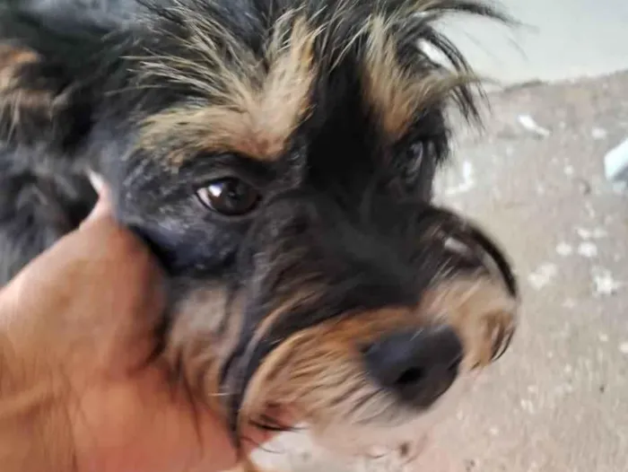 Cachorro raça SRD-ViraLata idade 2 anos nome Sem nome