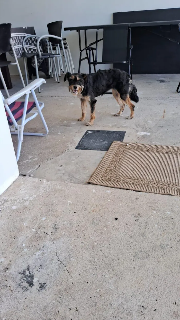 Cachorro raça SRD-ViraLata idade 2 anos nome Sem nome