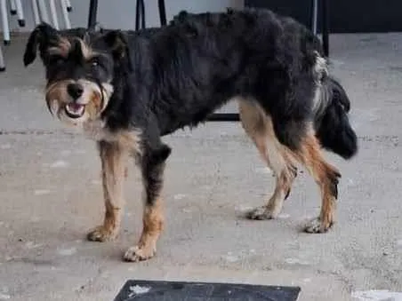 Cachorro raça SRD-ViraLata idade 2 anos nome Sem nome
