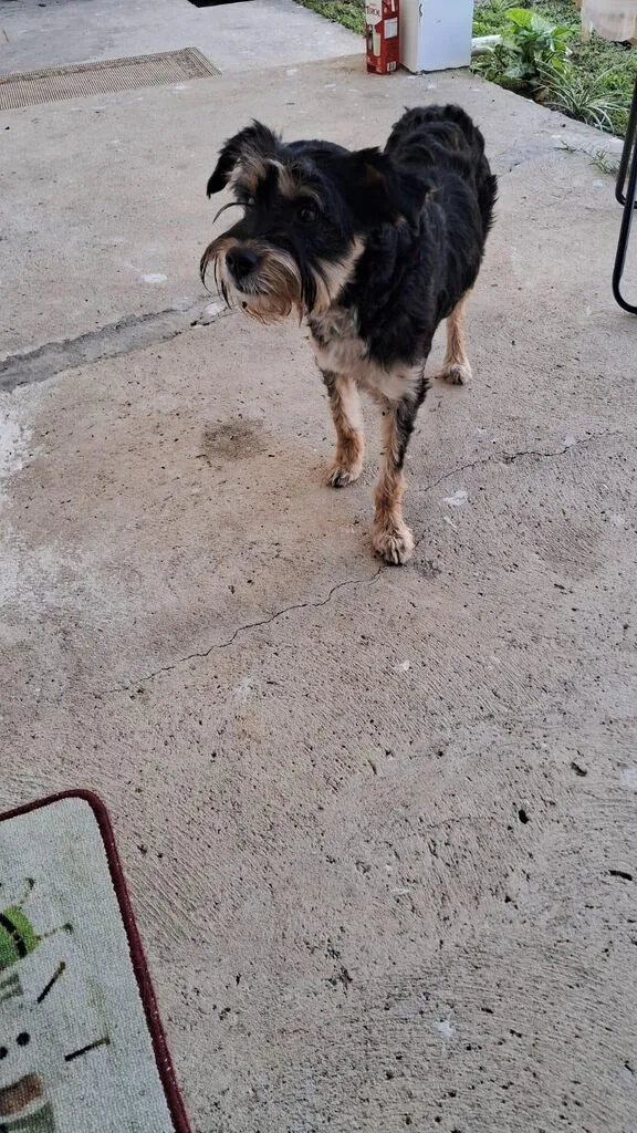 Cachorro raça SRD-ViraLata idade 2 anos nome Sem nome