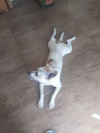 Cachorro raça SRD-ViraLata idade 7 a 11 meses nome Meg