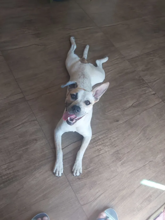 Cachorro raça SRD-ViraLata idade 7 a 11 meses nome Meg