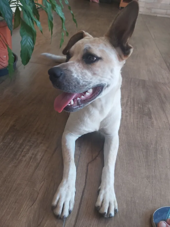 Cachorro raça SRD-ViraLata idade 7 a 11 meses nome Meg