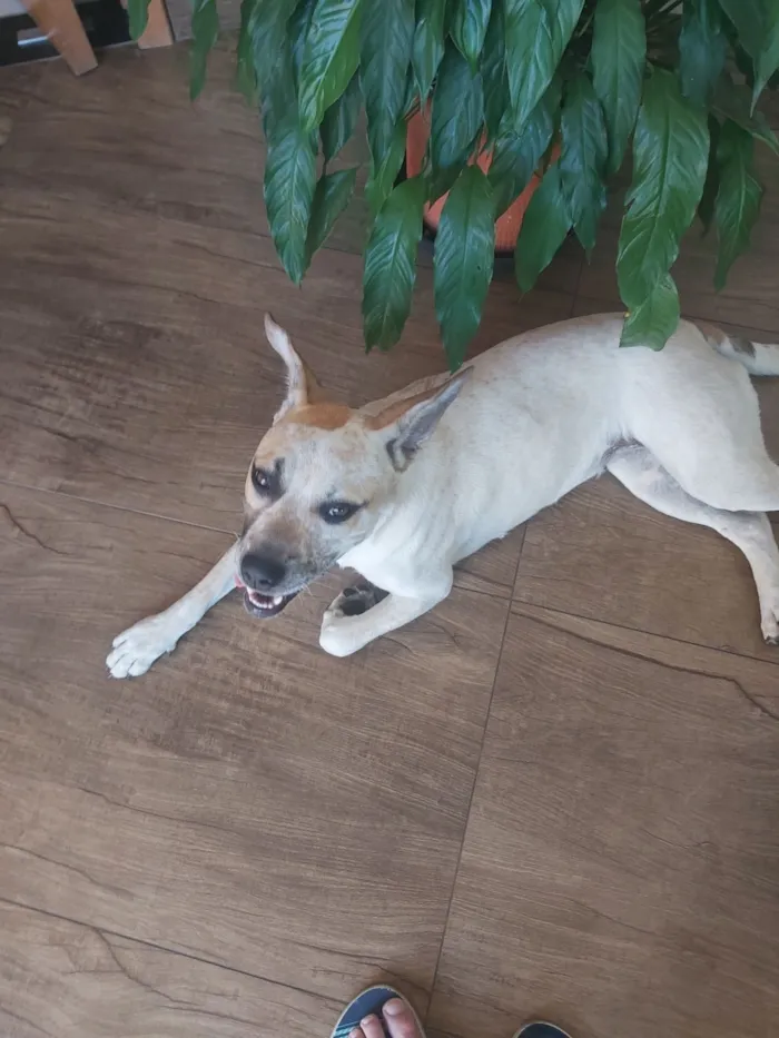 Cachorro raça SRD-ViraLata idade 7 a 11 meses nome Meg