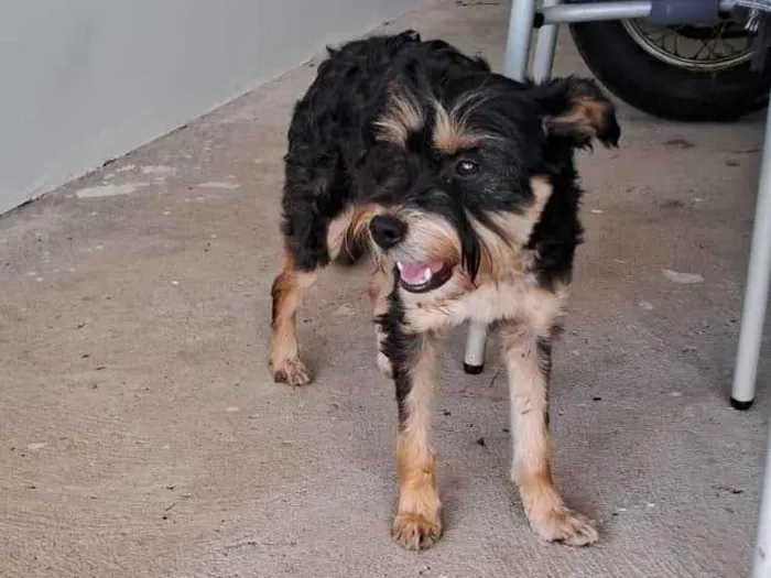 Cachorro raça SRD-ViraLata idade 2 anos nome Francisca provisório