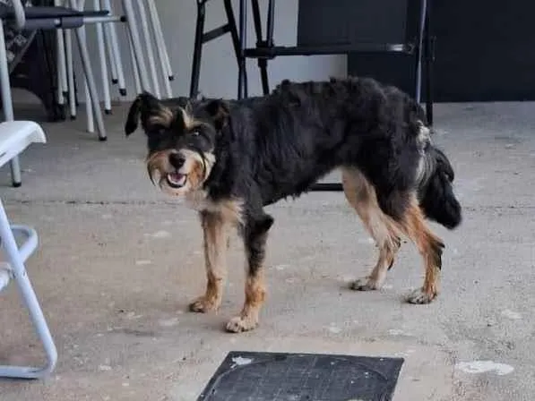 Cachorro raça SRD-ViraLata idade 2 anos nome Francisca provisório