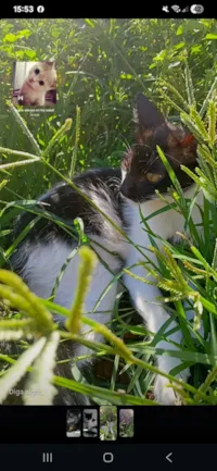 Gato raça SRD-ViraLata idade 7 a 11 meses nome Oreo